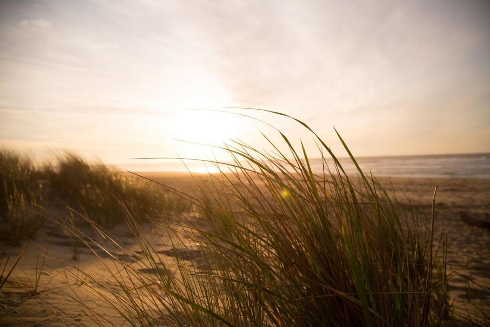 Kleine Nordseewelle Ohne Hund Norden Exteriér fotografie