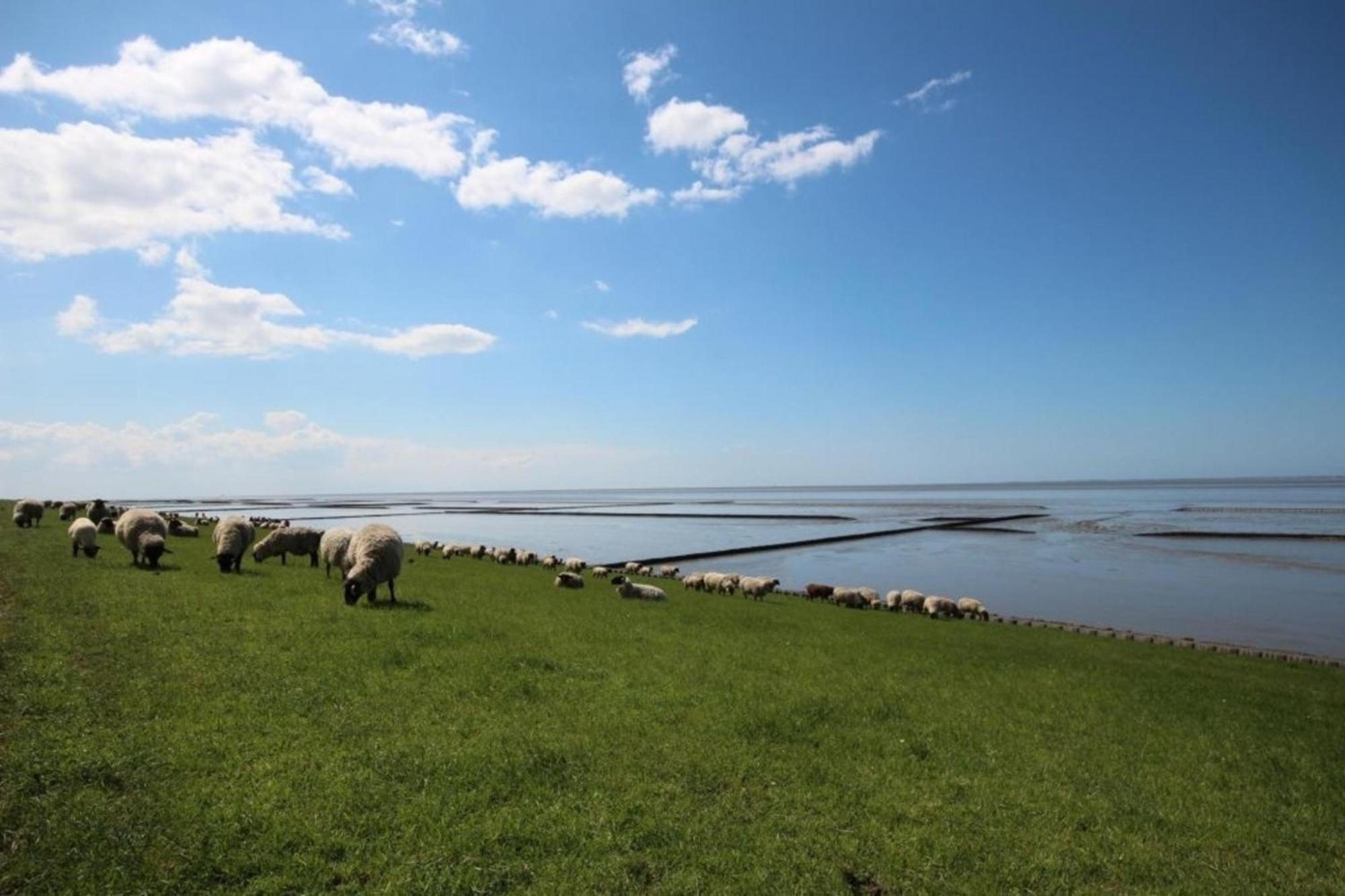 Kleine Nordseewelle Ohne Hund Norden Exteriér fotografie